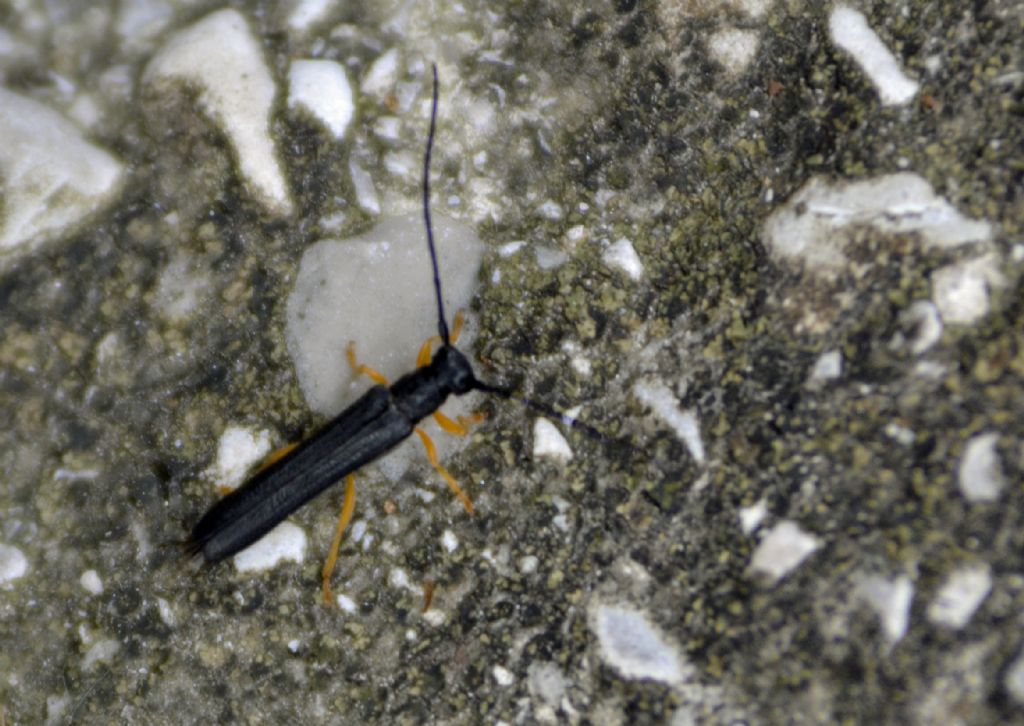 Oberea linearis (Cerambycidae)